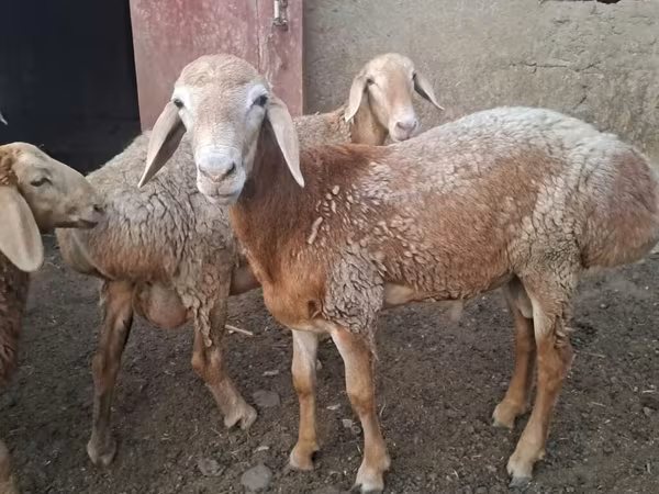 Ram, Sheep — Kyrgyzstan