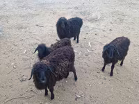 Domba jantan, Sheep — foto 1