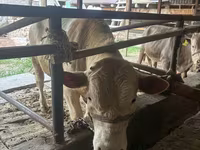 گاو نر, نژاد آولی‌اکول — عکس 4