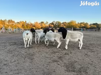 Овен, Dorper sheep — снимка 2