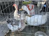Chickens — լուսանկար 3