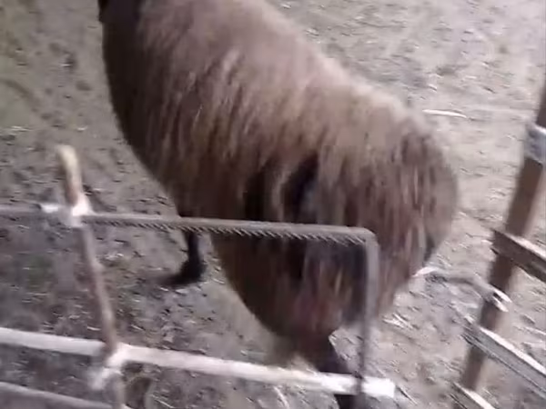 ভেড়ার পাঁঠা, Hissar sheep