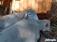 مینڈھا, Merino sheep — تصویر 4
