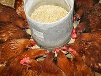 Chickens — լուսանկար 6