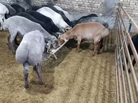 Kambing jantan, Sheep — foto 3