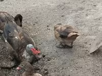 مسکوی خانگی — عکس 4