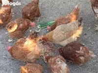 Chickens — foto 6