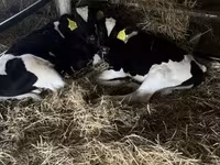 Boğa, Russian Black pied cattle — foto 1