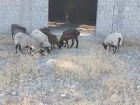 Widder, Rhon sheep — Foto 3