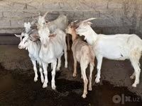 بز ماده, بز — عکس 3