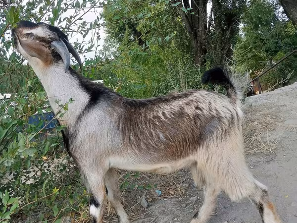 Koza, Beetal goats