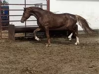 حصان, Arabian horse — الصورة 3