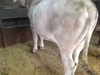 گاو ماده, Swiss cattle — عکس 2