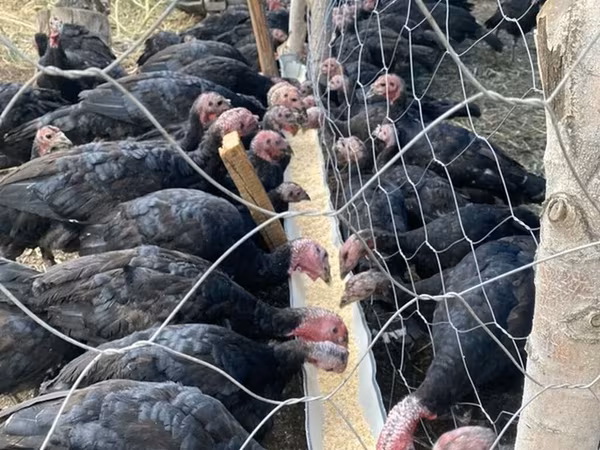 Turkeys