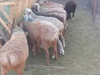 绵羊（批次，未指定性别）, Sheep — 照片 2