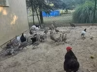 Guinea fowl — الصورة 4