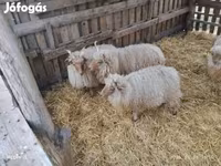 Vædder, Racka sheep — foto 6