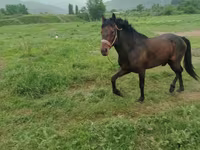 اسب نر, اسب — عکس 5
