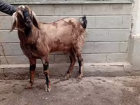 بز نر, Beetal goats — عکس 2