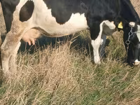 母牛, Russian Black pied cattle — 照片 3