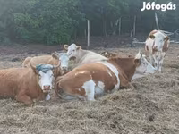Ko, Simmental cattle — foto 1