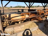 İnek, Simmental cattle — foto 2