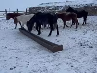 Асп, Mugalzhar horse — акс 5