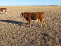 Lembu jantan, Kazakh White-headed cow — foto 2