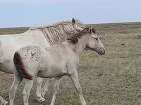 مادیان, Kazakh horse — عکس 2