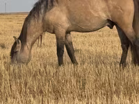 Cavallo, Bashkir horse — foto 4