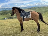 اسب نر, Azerbaijan horse — عکس 2