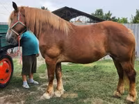 ม้าตัวเมีย, Hungarian horse breed — รูปภาพ 6