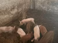Doofaar dhaddig, Pigs — sawirka 2