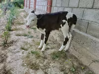 Vacă, Simmental cattle — foto 3