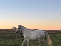 ሴት ፈረስ, Horses — ፎቶ 4
