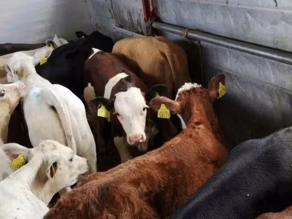 Cattle (batch, sex not specified), Simmental cattle