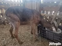 Ged, Nubian Goat — foto 2