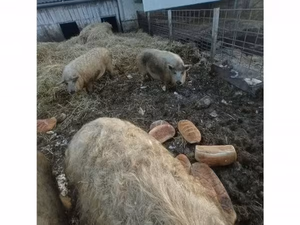 Sow,  — Hungary