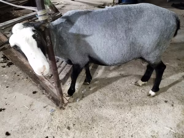 Ram, Romanov sheep — Uzbekistan