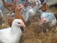 Chickens — تصویر 1