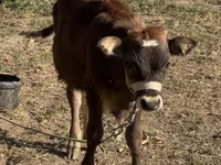 Vaca, Russian Black pied cattle — foto 5