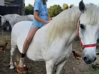 Ngựa cái, Hungarian horse breed — ảnh 2