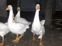 Geese — الصورة 3