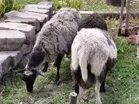 भेड़, Romanov sheep — फ़ोटो 7