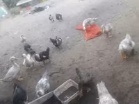 Ducks — foto 2