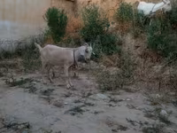 Keçi, Saanen goat — foto 5