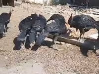 Turkeys — foto 1