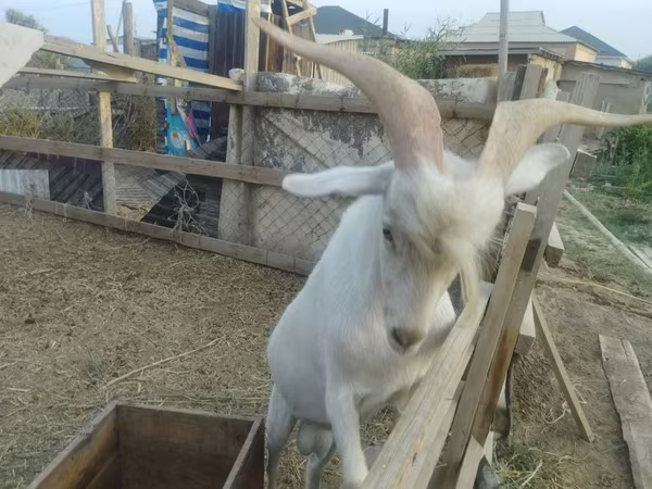 Billy Goat, Saanen goat — Kazakhstan