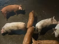 Boar, Pigs — photo 6