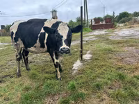 گاو ماده, Russian Black pied cattle — عکس 1